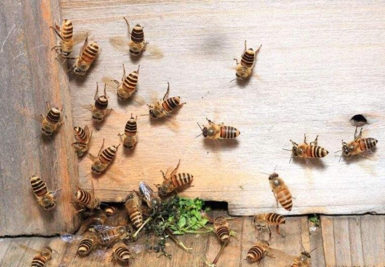 中蜂怎樣原地分蜂