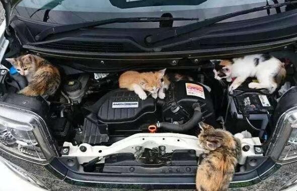 貓進車發動機裡怎麼辦