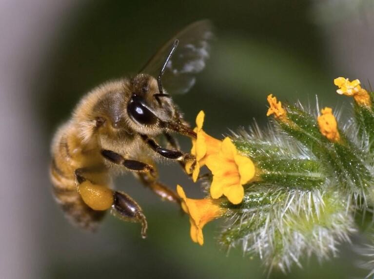 中蜂春季繁殖技巧有什麼