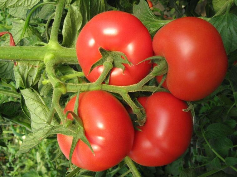 番茄從播種到結果需要多久