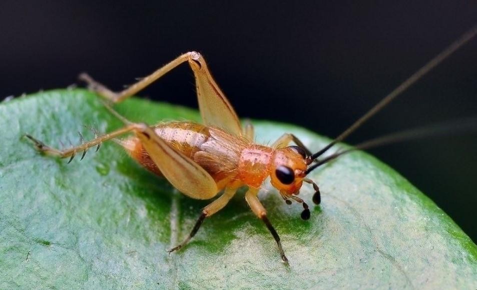 昆蟲一般生活在什麼環境中