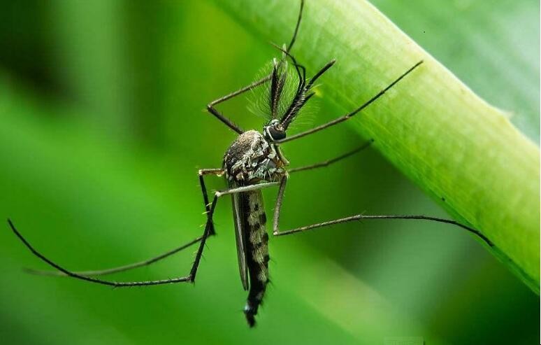 自制蚊子藥的方法有哪些