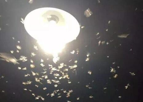 怎樣防止燈光招飛蟲