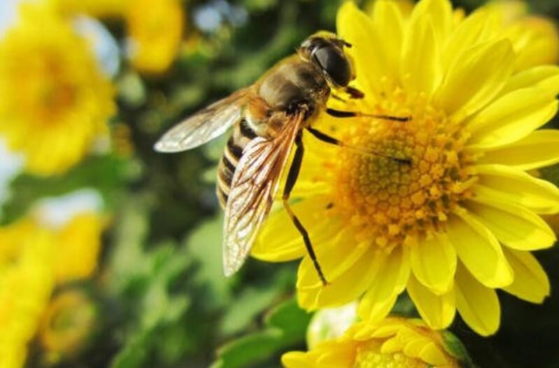 蜜蜂數量少怎麼辦