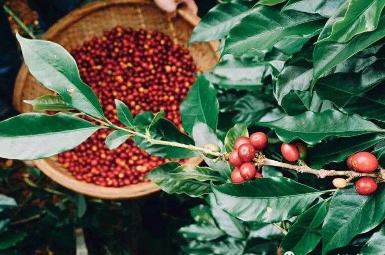 種植咖啡需要滿足哪些條件