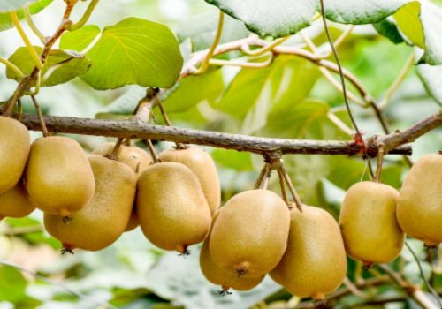獼猴桃種植氣候條件有哪些