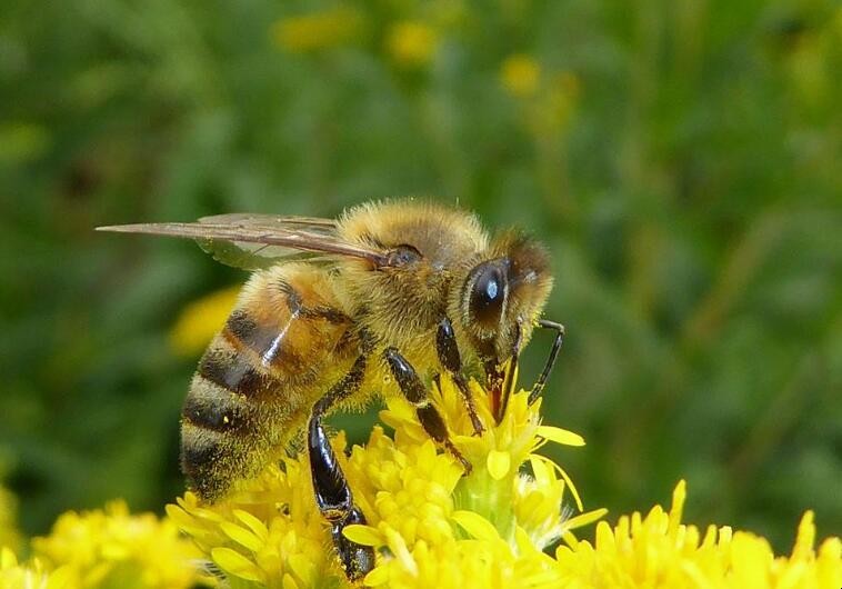 新收的蜜蜂為什麼不做巢