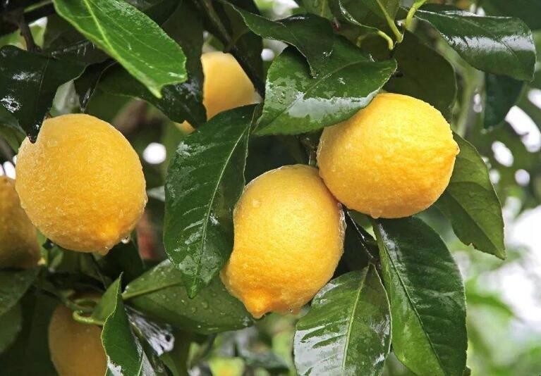 檸檬果種植幾年才能結果