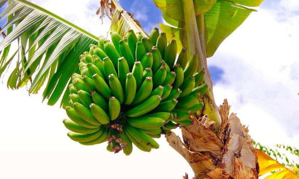 種植香蕉需要什麼技術
