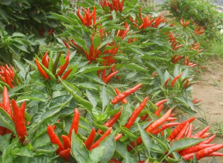 辣椒可跟什麼農作物混種