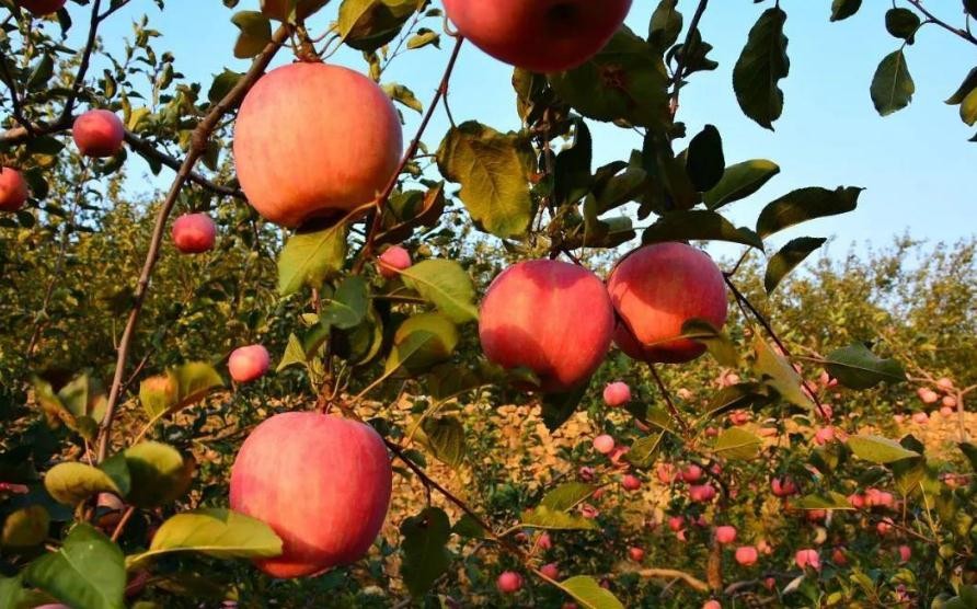 種植蘋果為什麼要套袋