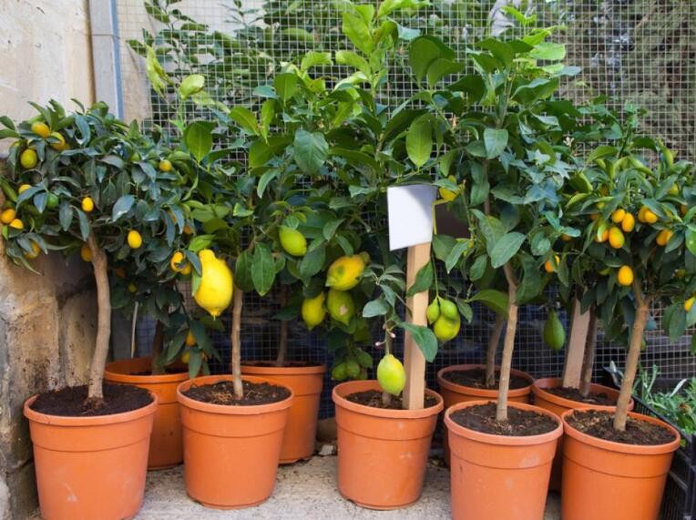 盆栽檸檬樹怎麼種植