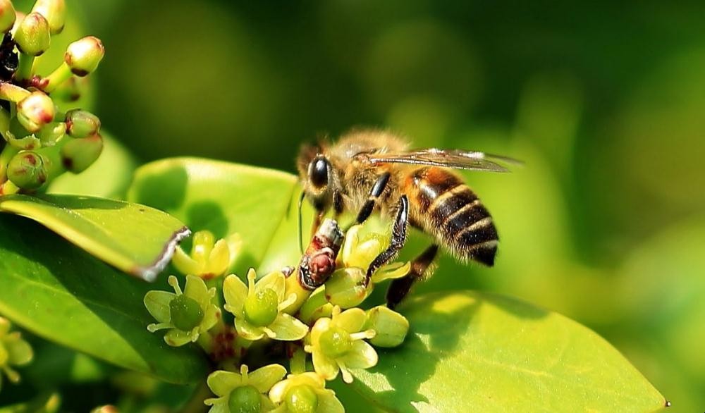 蜜蜂的特點有哪些