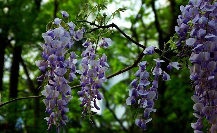 紫藤花什麼時候開花