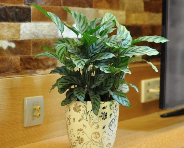 孔雀竹芋可以在室內養嗎