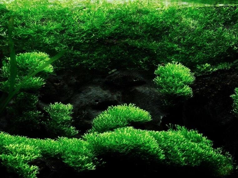 什麼水草不用二氧化碳