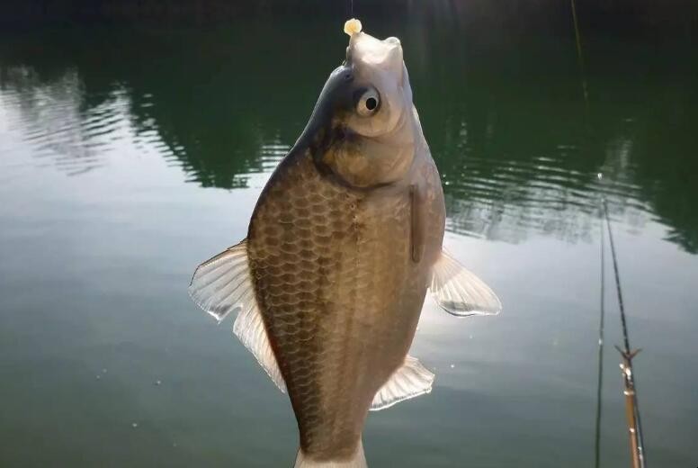 春季野釣鯽魚技巧是什麼