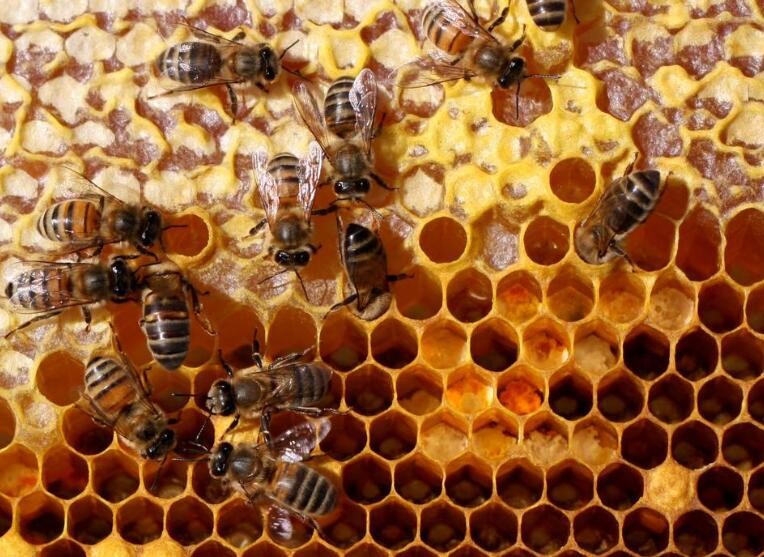 養的蜜蜂為什麼全部都跑瞭
