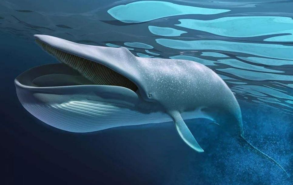 藍鯨能活多久