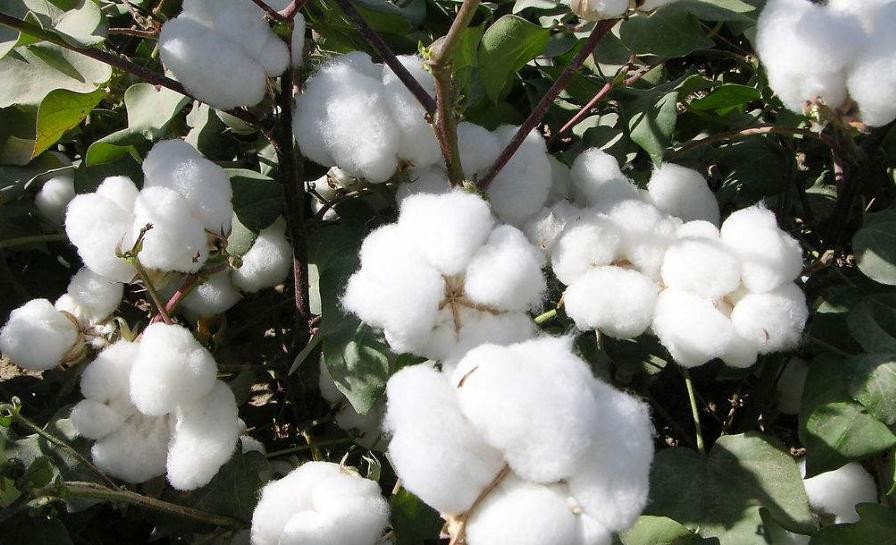 棉花什麼季節收獲