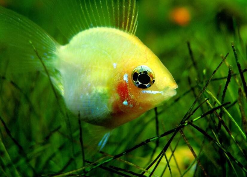 金波子魚能跟什麼魚一起養