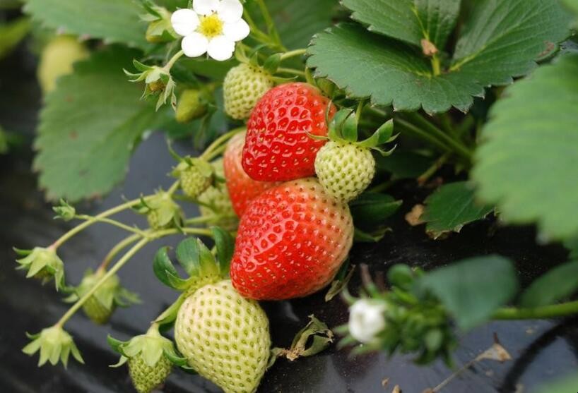 草莓收獲季節是什麼時候