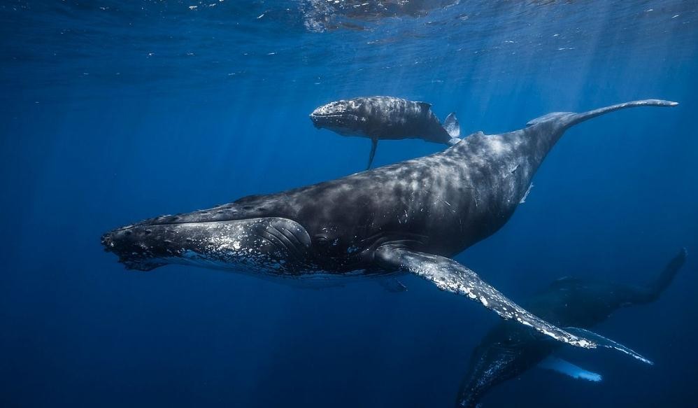 鯨魚死後為什麼叫鯨落