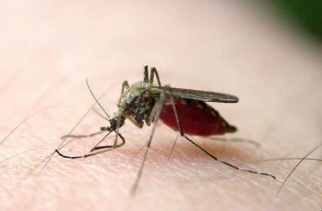 夏天驅蚊子的小妙招有哪些