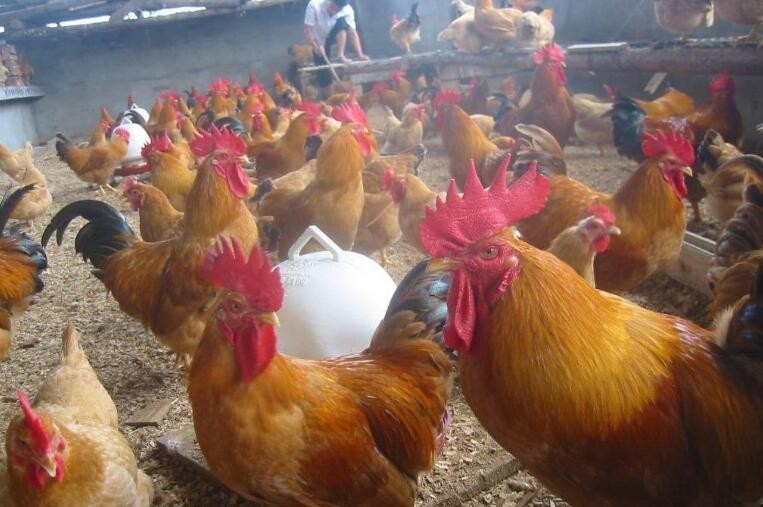 發酵床養雞技術是什麼