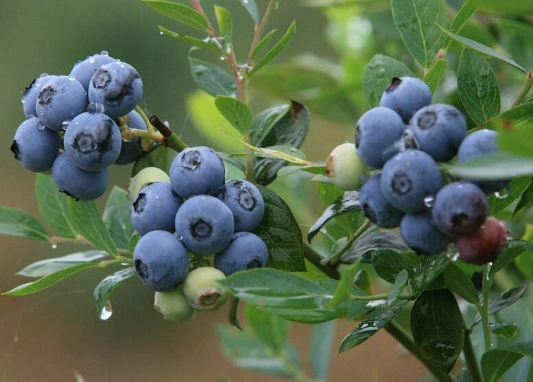 藍莓施肥時間和方法是什麼