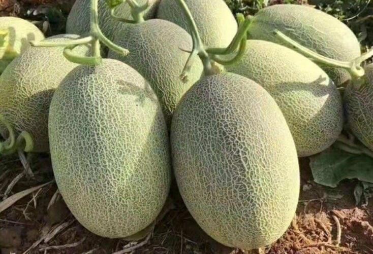 哈密瓜的播種方法是什麼