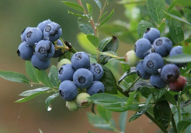 藍莓高產種植技術有哪些