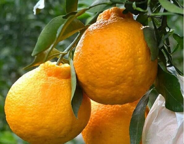 醜八怪橘子樹種植技術是什麼