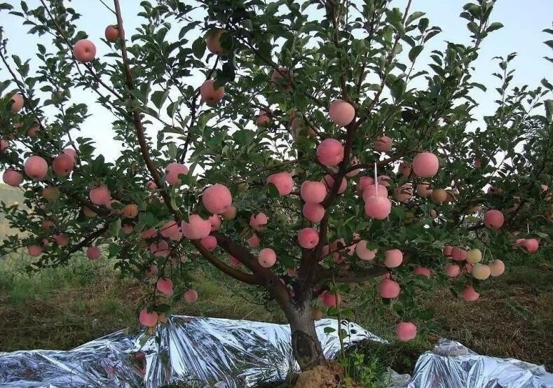 蘋果樹是第幾年開始結果