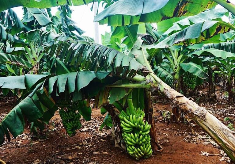 香蕉樹在北方能種植嗎