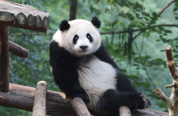 熊貓為什麼會獲得全世界人的喜愛