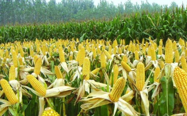 我國的玉米主產區有哪些省份