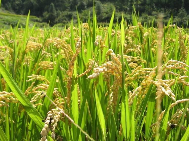 南方水稻一年幾季