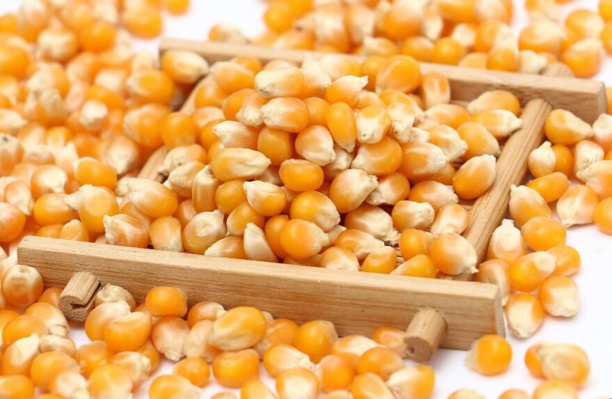 玉米粒是種子嗎