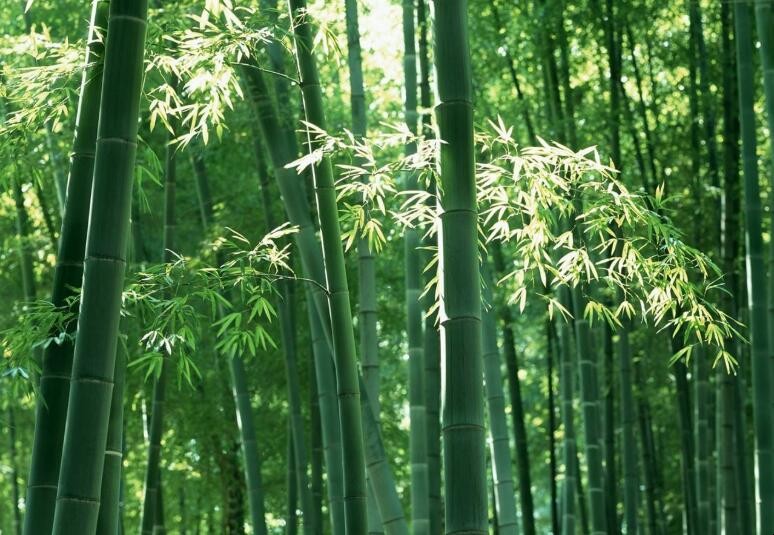 春季是竹子生長的什麼時期