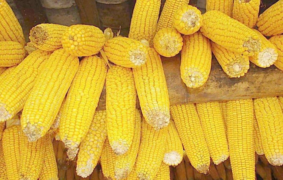 玉米品種哪個高產
