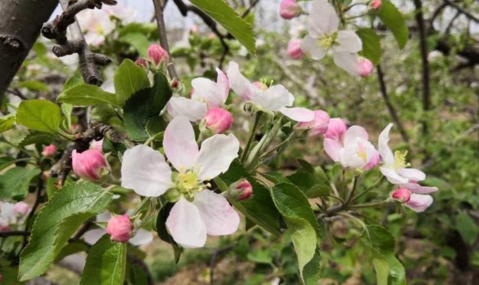 蘋果樹的花是什麼顏色