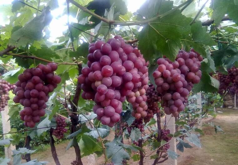 葡萄產量如何提高