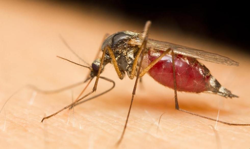 蚊子吸血的原因是什麼
