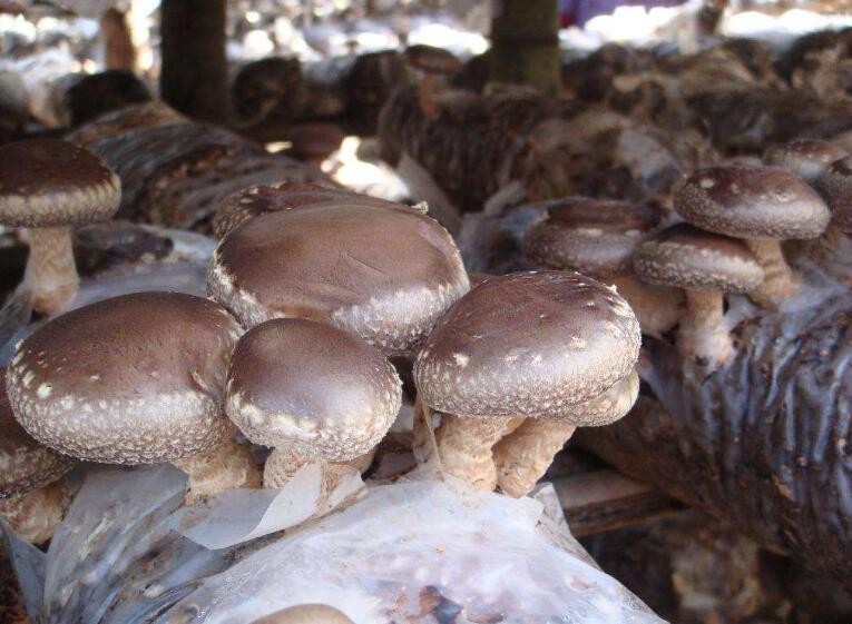 種植蘑菇的利潤如何