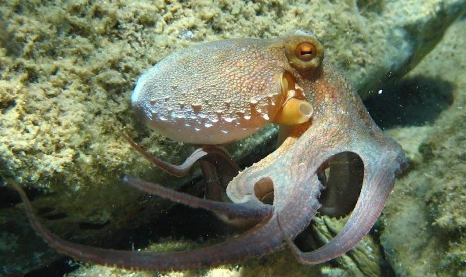 章魚和八爪魚有什麼區別