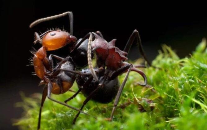 什麼螞蟻適合做寵物