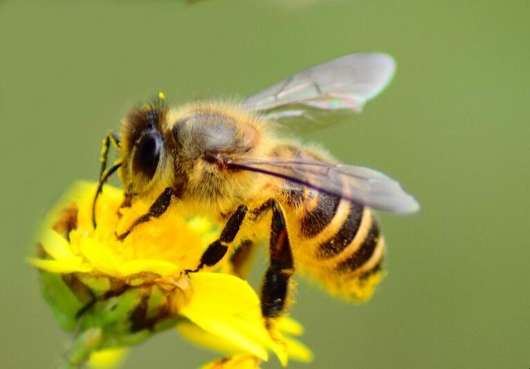 蜜蜂有什麼習性特點
