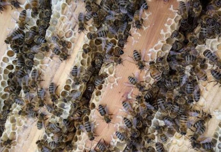 剛抓的蜜蜂怎麼養殖