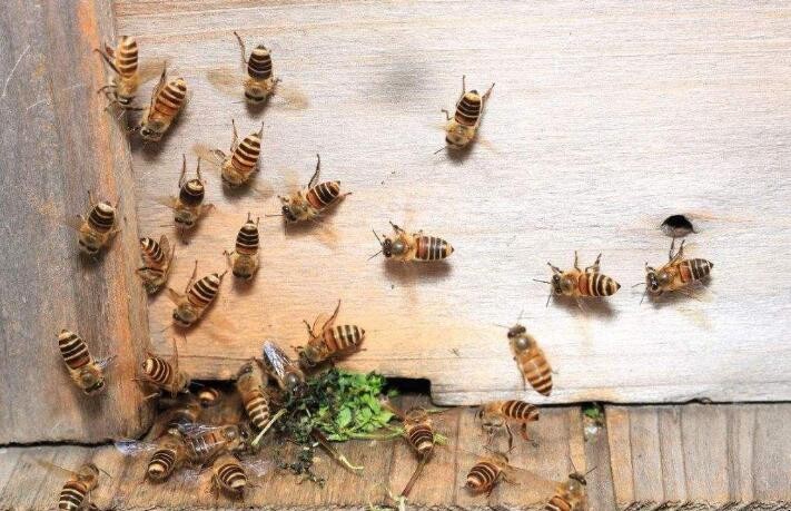 養殖中蜂技巧詳細講解